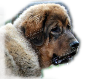 TIBETAN MASTIFF COLORADO